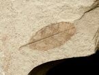 Fossil Cedrelospermum nervosum & Laurel Leaves - Green River Formation #16758-1